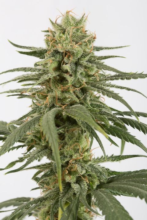 comprar semillas marihuana amnesia cbd de dinafem