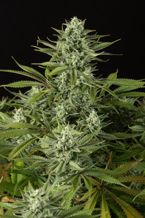 comprar cheese cbd