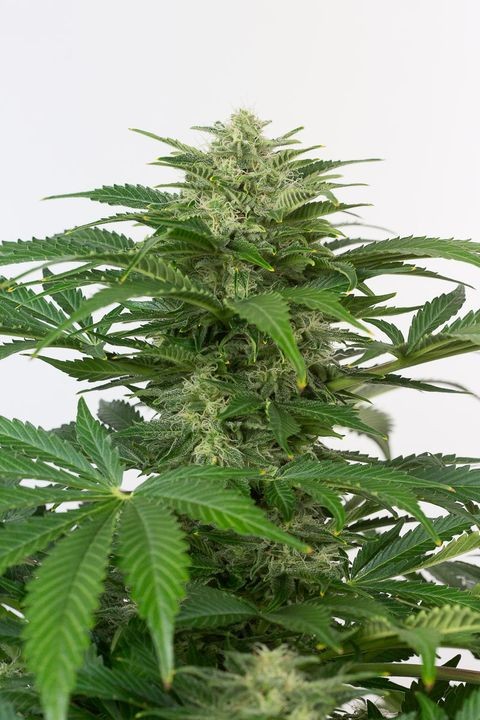 comprar haze auto cbd de dinafem