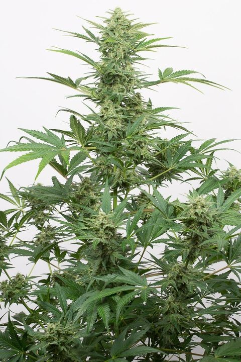 comprar industrial plant auto cbd de dinafem