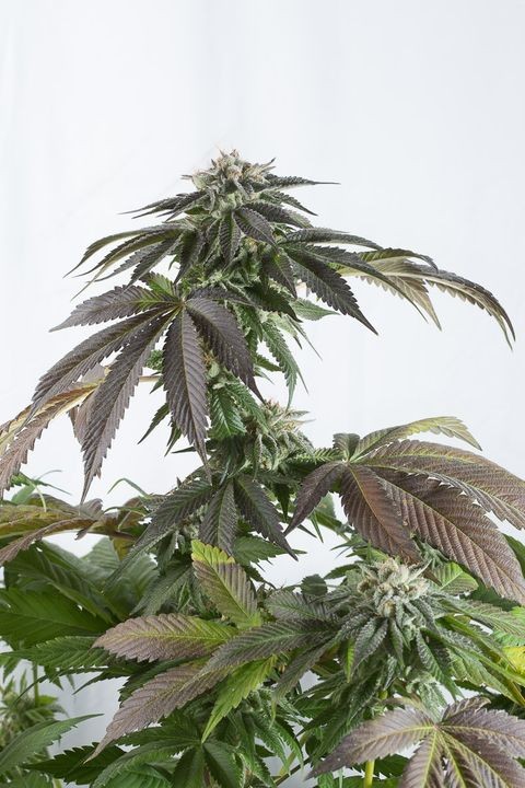 comprar bubba kush cbd dinafem