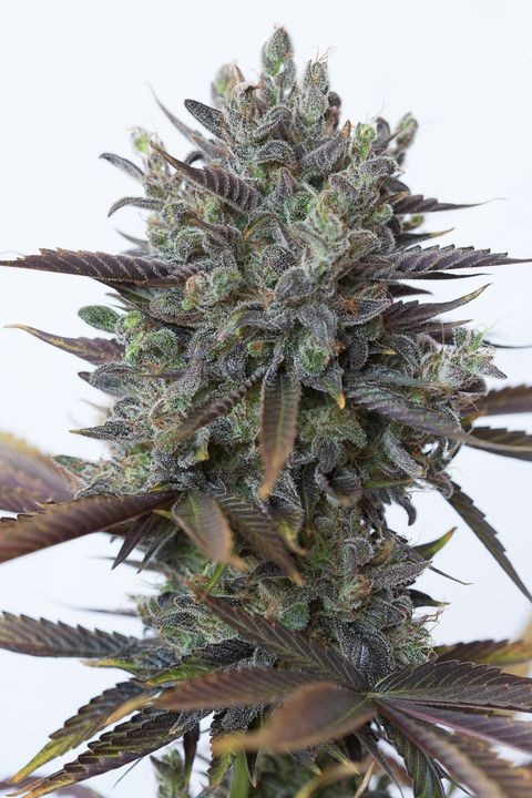 comprar purple orange cbd de dinafem