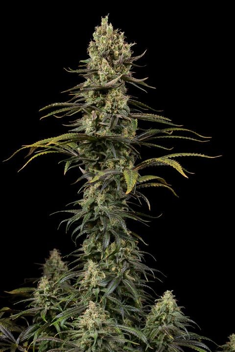 comprar early amnesia cbd de dinafem
