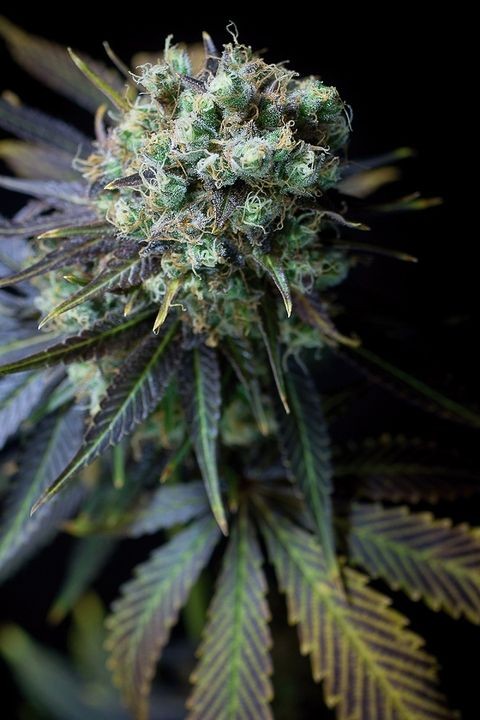 comprar dinamed cbd dinafem