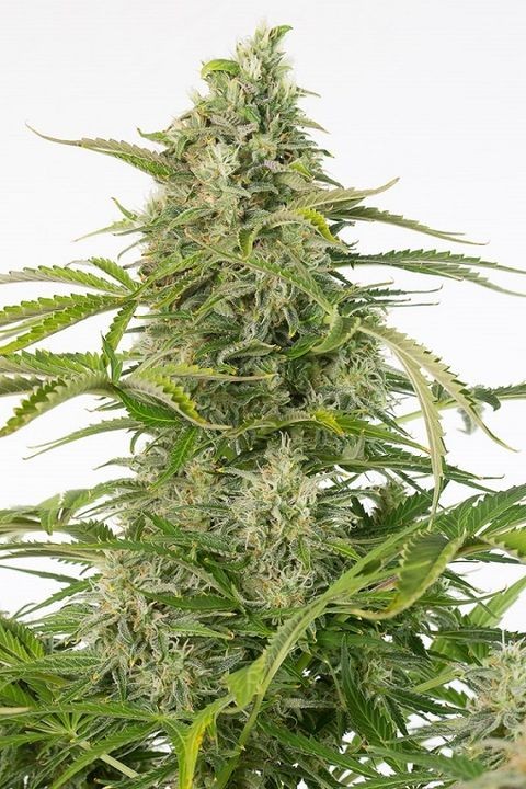 comprar semillas cheese auto cbd