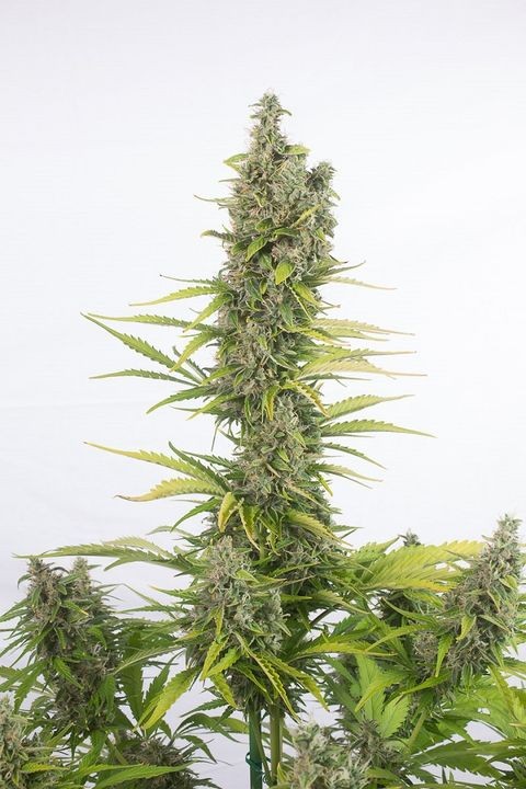comprar amnesia auto cbd dinafem