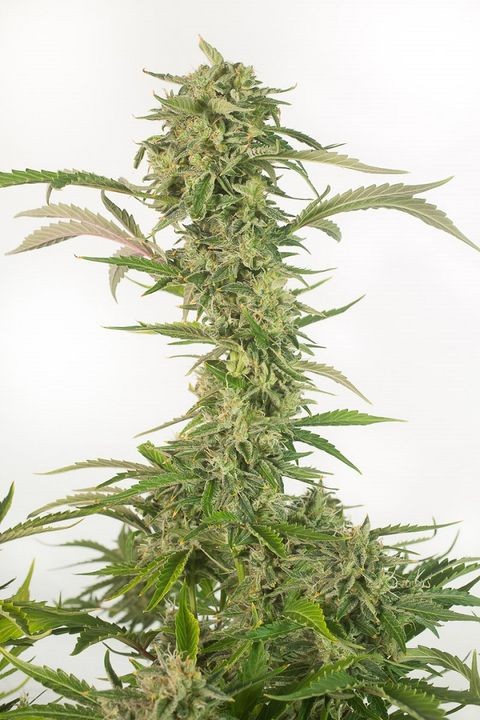 comprar og kush auto cbd de dinafem