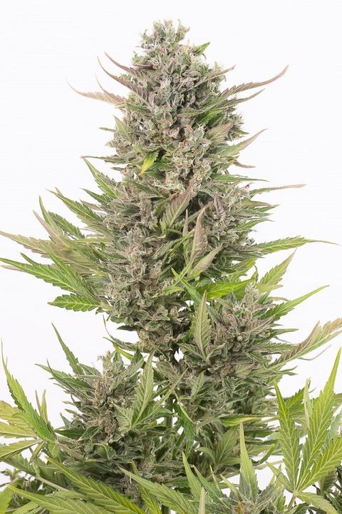 comprar semillas critical+ auto cbd de dinafem