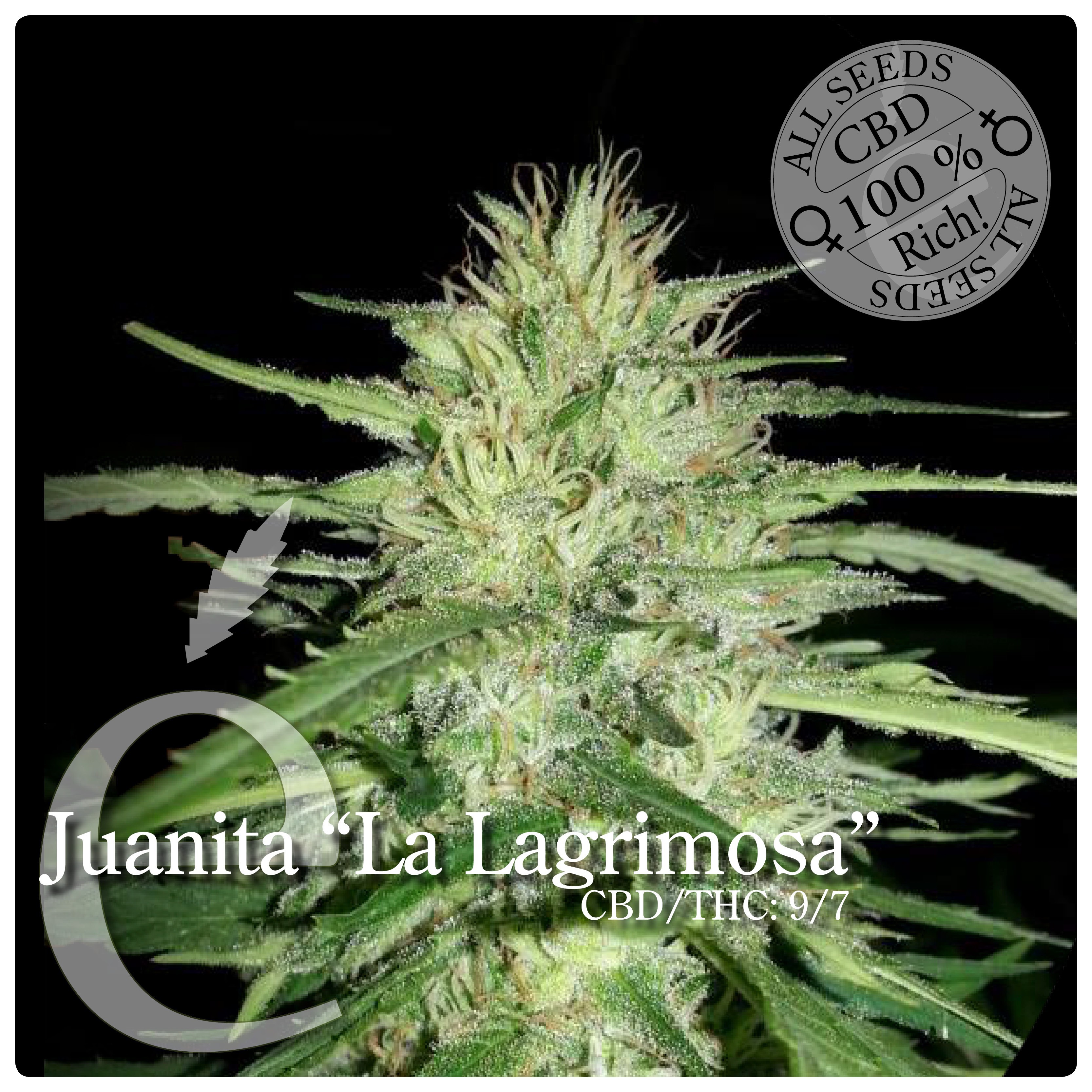 comprar semillas juanita la lagrimosa