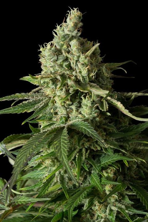 comprar moby dick cbd dinafem