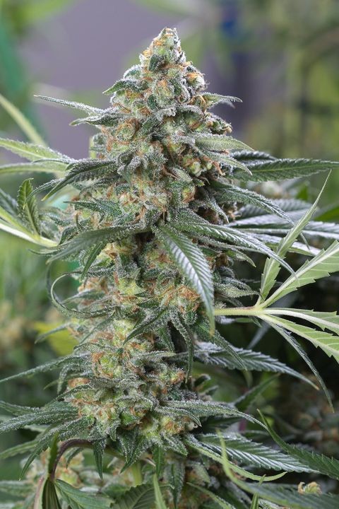 comprar og kush cbd de dinafem