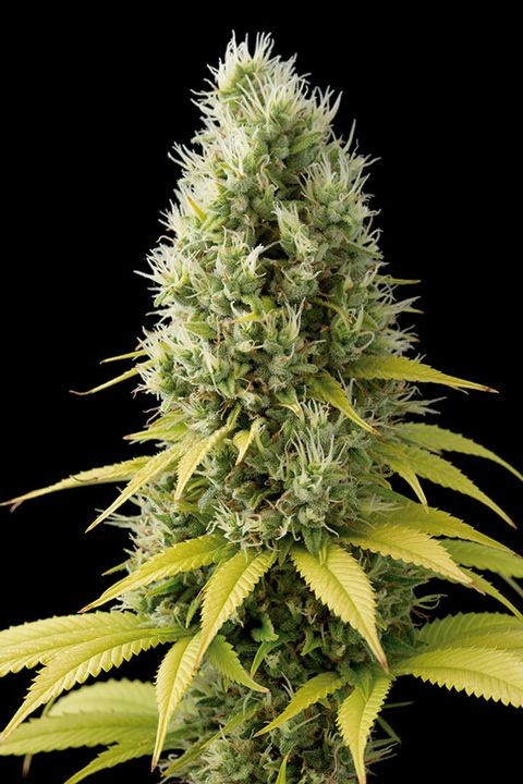 comprar shark shock cbd de dinafem