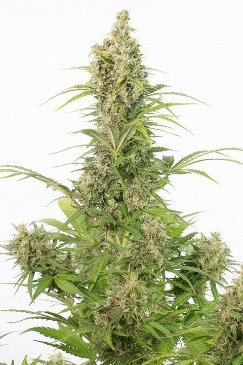 comprar semillas white widow auto cbd de dinafem