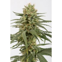 comprar semillas marihuana amnesia cbd de dinafem