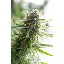 comprar critical mass cbd de dinafem