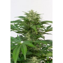 comprar haze auto cbd de dinafem
