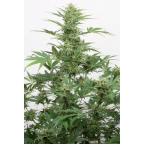comprar industrial plant auto cbd de dinafem