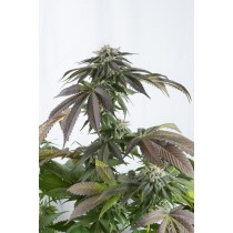 comprar bubba kush cbd dinafem