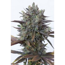 comprar purple orange cbd de dinafem