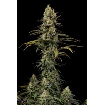 comprar early amnesia cbd de dinafem