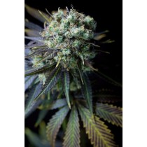 comprar dinamed cbd dinafem