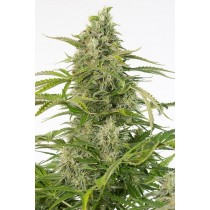 comprar semillas cheese auto cbd