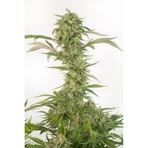 comprar og kush auto cbd de dinafem