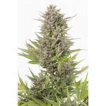 comprar semillas critical+ auto cbd de dinafem