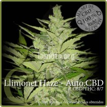 comprar llimonet haze auto
