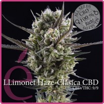 comprar semillas llimonet haze