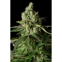 comprar moby dick cbd dinafem