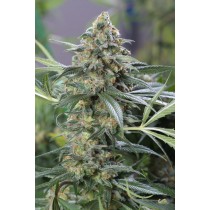 comprar og kush cbd de dinafem