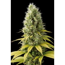 comprar shark shock cbd de dinafem