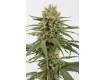 comprar semillas marihuana amnesia cbd de dinafem