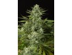 comprar cheese cbd