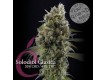 comprar solodiol elite