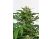comprar haze auto cbd de dinafem