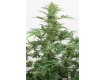 comprar industrial plant auto cbd de dinafem