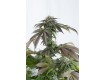 comprar bubba kush cbd dinafem