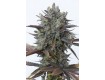 comprar purple orange cbd de dinafem