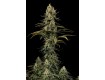 comprar early amnesia cbd de dinafem