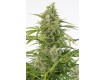comprar semillas cheese auto cbd