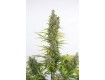 comprar amnesia auto cbd dinafem