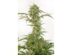 comprar og kush auto cbd de dinafem
