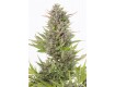 comprar semillas critical+ auto cbd de dinafem