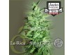 comprar la rica autofloracion