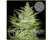 comprar llimonet haze auto