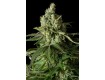 comprar moby dick cbd dinafem