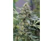 comprar og kush cbd de dinafem