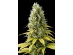 comprar shark shock cbd de dinafem